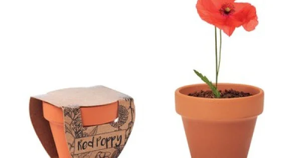 Grow your own Poppy